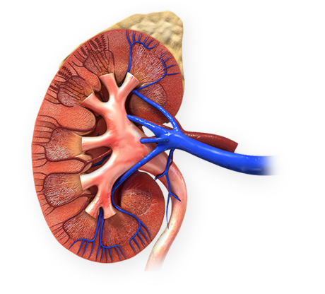 KIDNEY ANATOMY