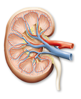 WHAT DO OUR KIDNEYS DO?