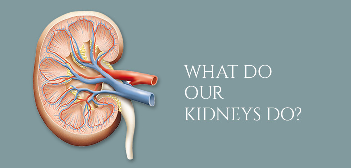 WHAT DO OUR KIDNEYS DO?