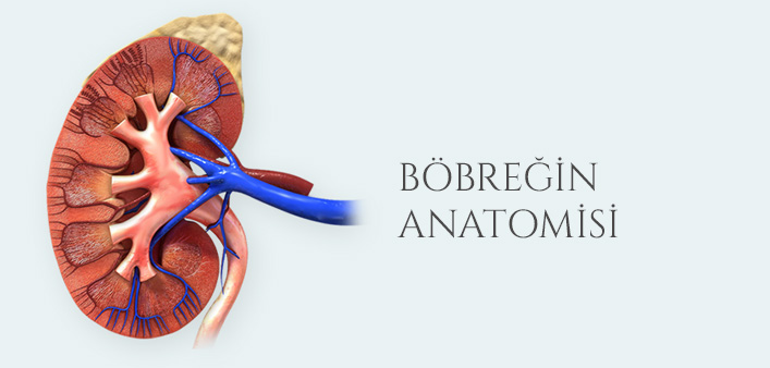 BÖBREĞİN ANATOMİSİ