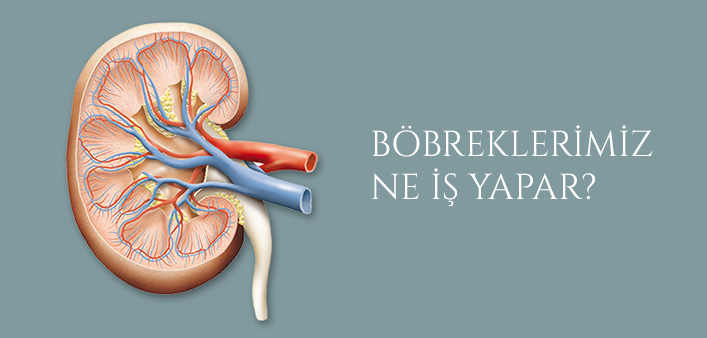 BÖBREKLERİMİZ NE İŞE YARAR?